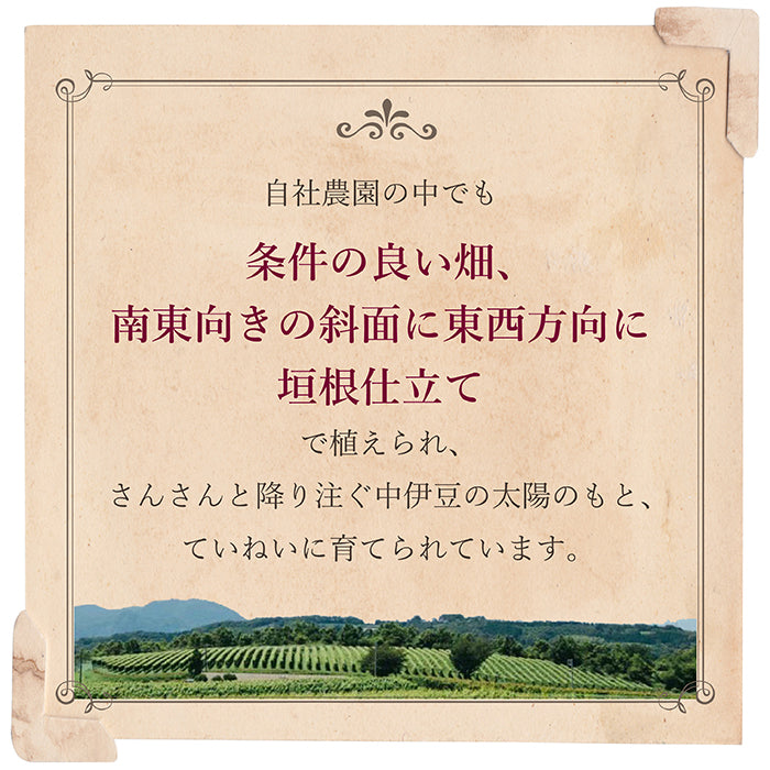 【送料無料】伊豆ワイン葡萄のお酢 12本セット