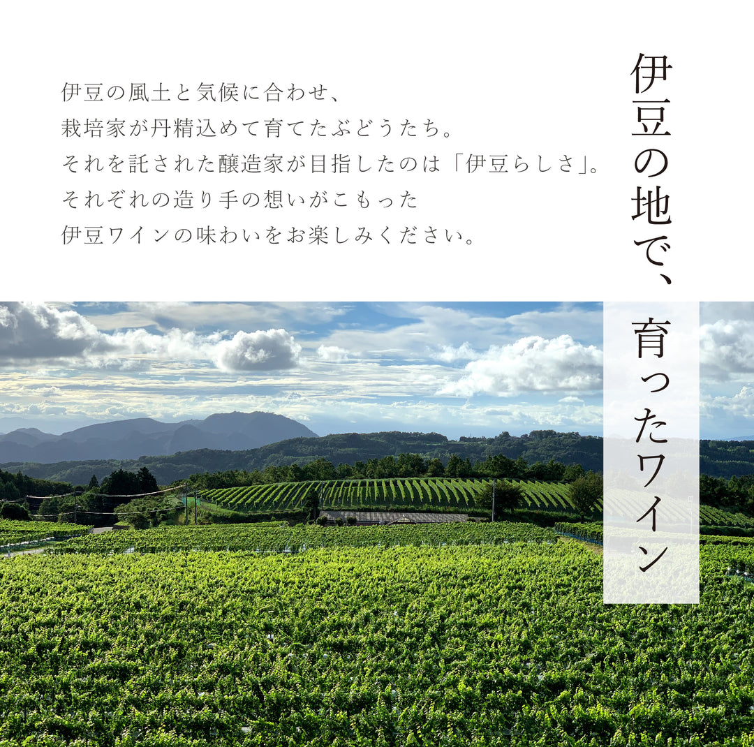 シャトーTSホワイト 甘口 – 【公式】中伊豆ワイナリーヒルズ