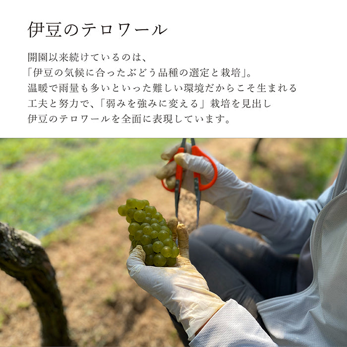 伊豆ヤマ・ソービニオン 2023 – 【公式】中伊豆ワイナリーヒルズ