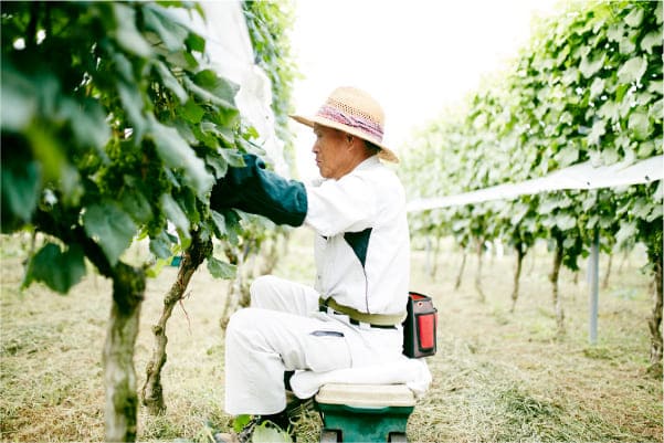 Our Passion for Izu Wine – 【公式】中伊豆ワイナリーヒルズ